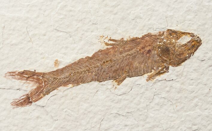 Bargain Knightia Fossil Fish - Wyoming #15630